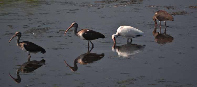 wading birds